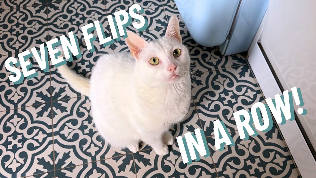 Кот, делающий сальто вперед, приземлился 7 раз подряд!