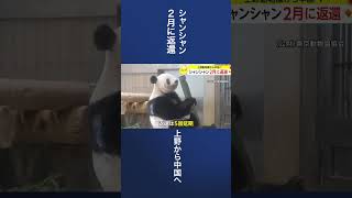 シャンシャン 2月に返還　上野動物園から中国へ #shorts