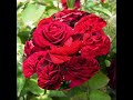 Саженцы роз в Караганде ,заказываем по тел.87772937056