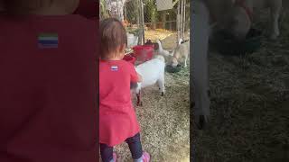 Goat rams into baby’s butt #farmlife #goat #goatfarm