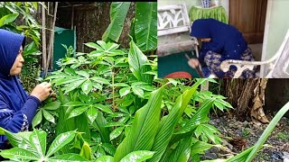 Hidup sederhana//Masak Gulai daun ubi dan telur, masakan kampung