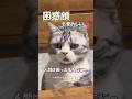 困惑する猫がかわいい #海外 #動物 #funnyanimals