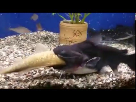 Сомик в аквариуме съел рыбу своего размера