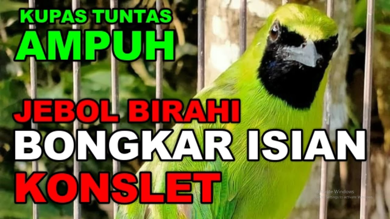 JEBOL BIRAHI CUCAK IJO CEPAT KONSLET