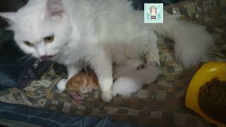 kitty cat helps her kittens to be always clean