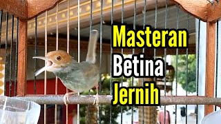 PRENJAK BETINA | MASTERAN PRENJAK BETINA Suara Jernih, Cocok Buat Pancingan PRENJAK JANTAN Macet |