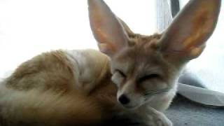 Fennec fox that emits mysterious sound
