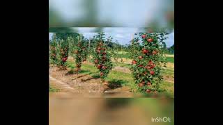 أساسيات وشروط نجاح زراعة التفاح.. الجزء الأول
