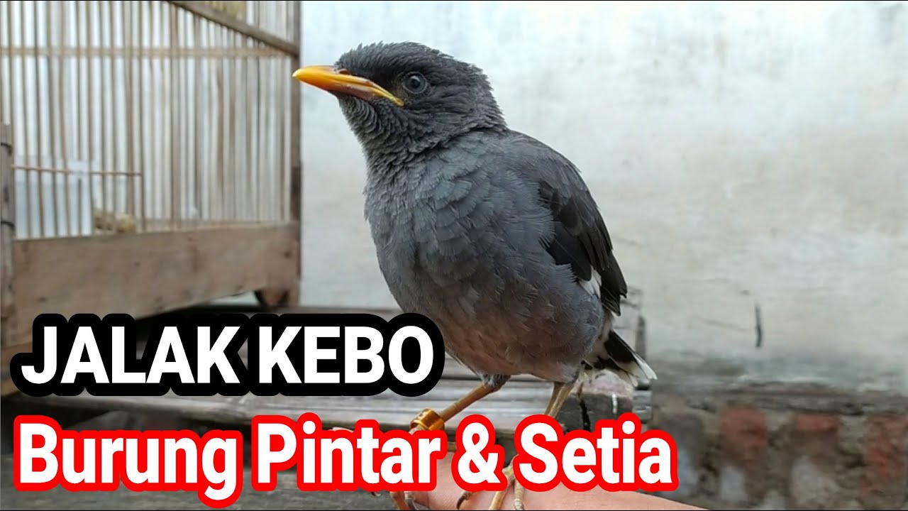 Jalak Kebo Jinak Total Lepas Kandang 