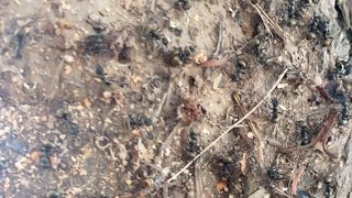 Pu Tho Is Going Live What Animal