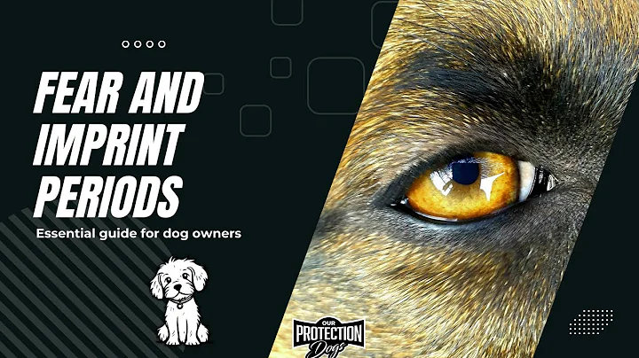 Understanding Fear and Imprint Periods in Dogs: A Guide for Owners