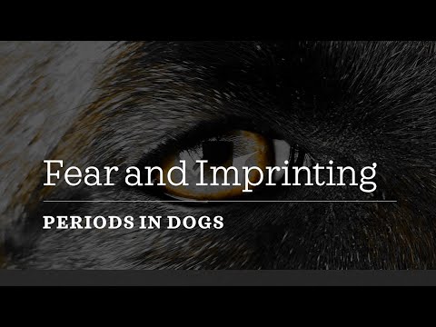 Video: Supratimas baimės laikotarpius šunyse