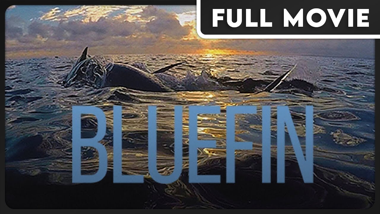 Bluefin (1080p) FULL DOCUMENTARY - Animal Conservation, Educational, Environmental