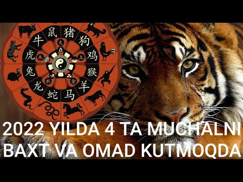 Video: Muvaffaqiyatli bo'lish uchun 2022 yilni feng shui -da qanday nishonlash kerak