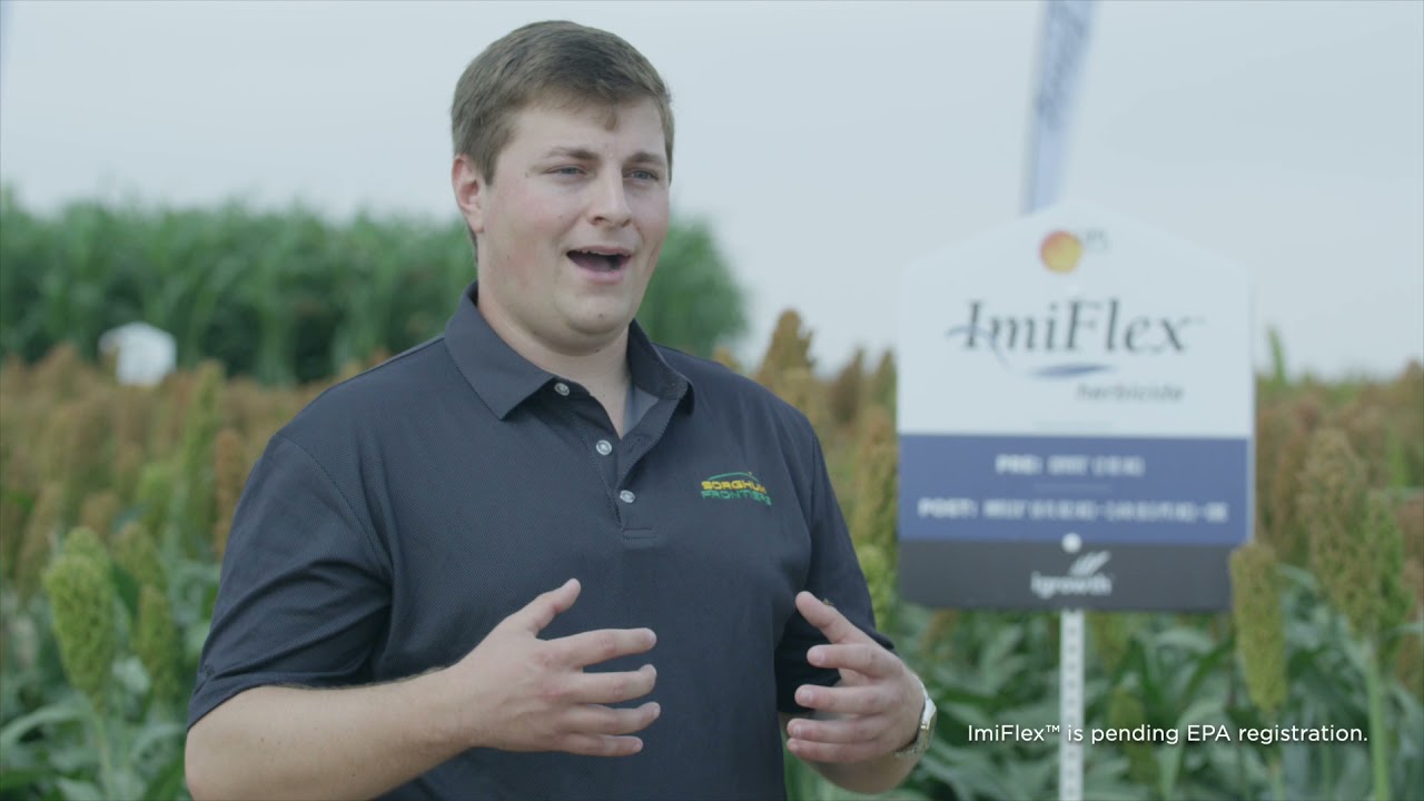 UPL's Dr. Ryan Bryant Discusses How IMIFLEX Herbicide Controls Weeds in  Grain Sorghum