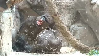 Silverback gorilla playing (PART 1/3) by Fabi Avventura 83,337 views 5 years ago 3 minutes, 6 seconds