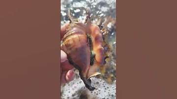 SAANG! Spider Conch😱! #shell #seashell #seashells #saang #mollusk
