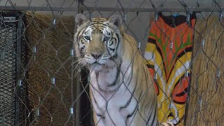 Without a zoo, Lubbock residents take advantage of CritterFest