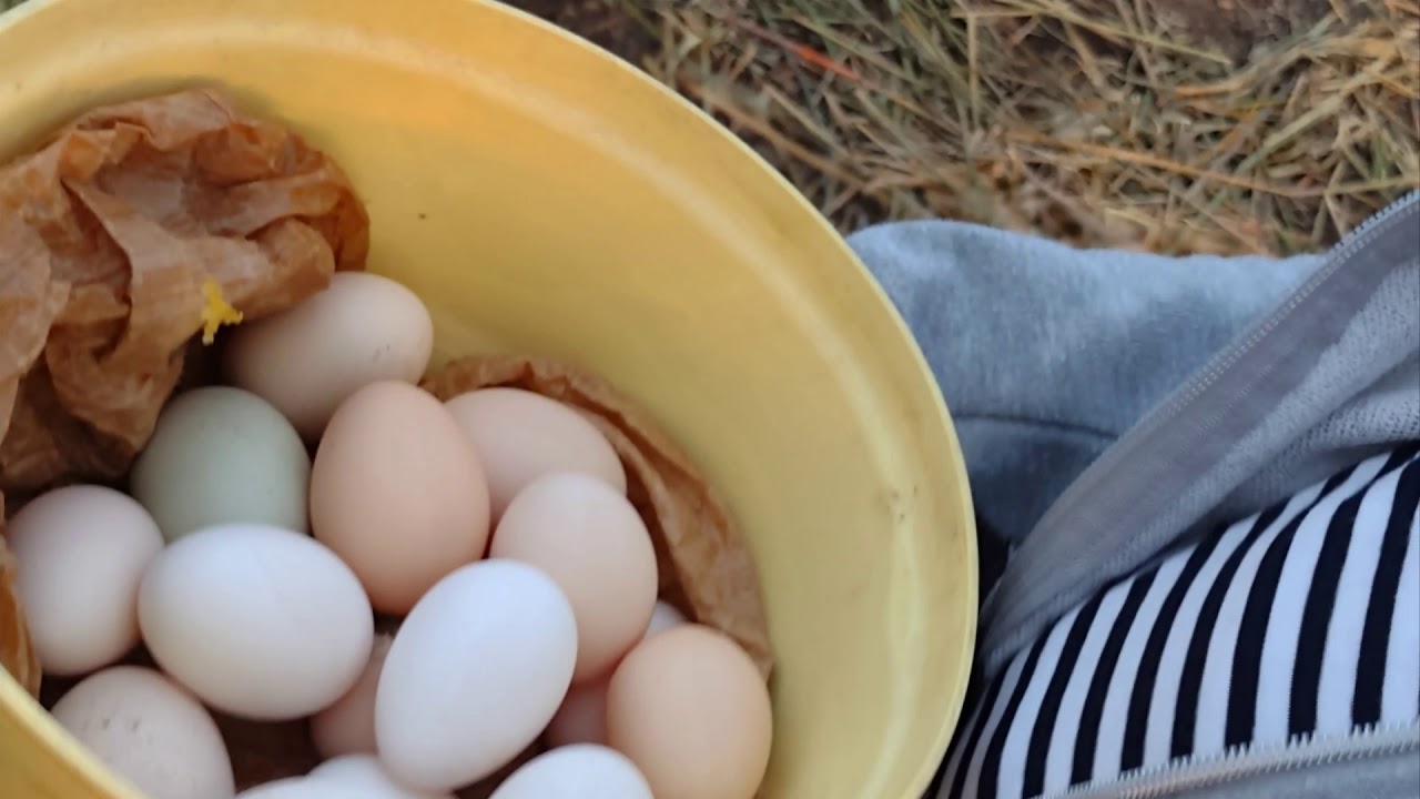 GALLINE GALLI UOVA POLLAIO DI GIOVANNI