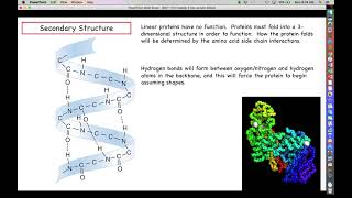 Intro. to Biotechnology - Chapter 5 Lecture - Part 1 - Protein Structure and Function