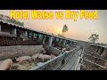 Hotel Watse vs Dry Feed In Pig Farm | Vikas Live Stock