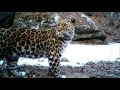 Amur Leopard Tribute - Wilde Rose