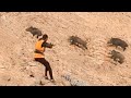 Charge 4 Sanglier en Battue - chasse sanglier au Maroc , Top wild boar Hunting