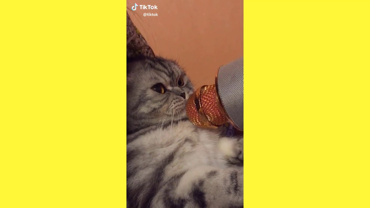 BEST TIK TOK CAT VIDEOS FUNNY & CUTE CATS YouTube