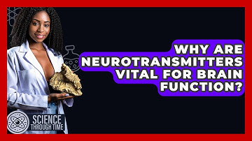Why Are Neurotransmitters Vital For Brain Function? - Science Through Time