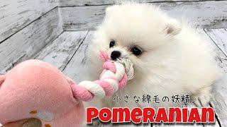NEW☆FACE】純白のふわふわポメラニアンがついに仲間入り