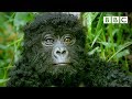 Robot spy gorilla infiltrates a wild gorilla troop   spy in the wild  bbc