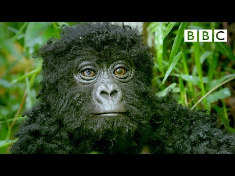 robot-spy-gorilla-infiltrates-a-wild-gorilla-troop-🕵️🦍-|-spy-in-the-wild---bbc