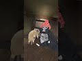 Welcome Jerald the cat