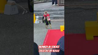 Monkey Does An Amazing Trick #monkey #japan #tricks #funny