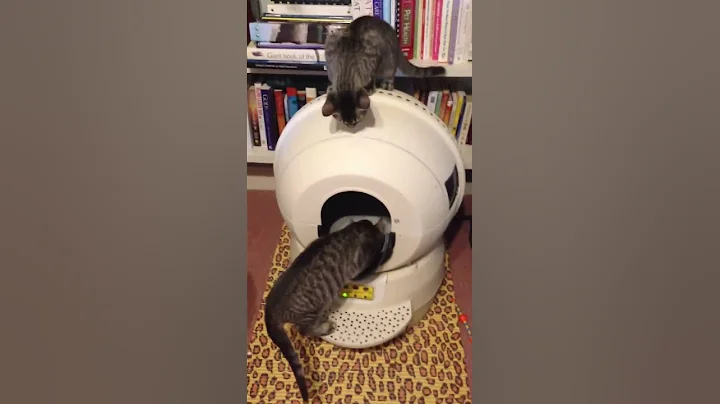 Romeo and Juliet and Litter Robot