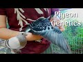 Basic pigeon genetics