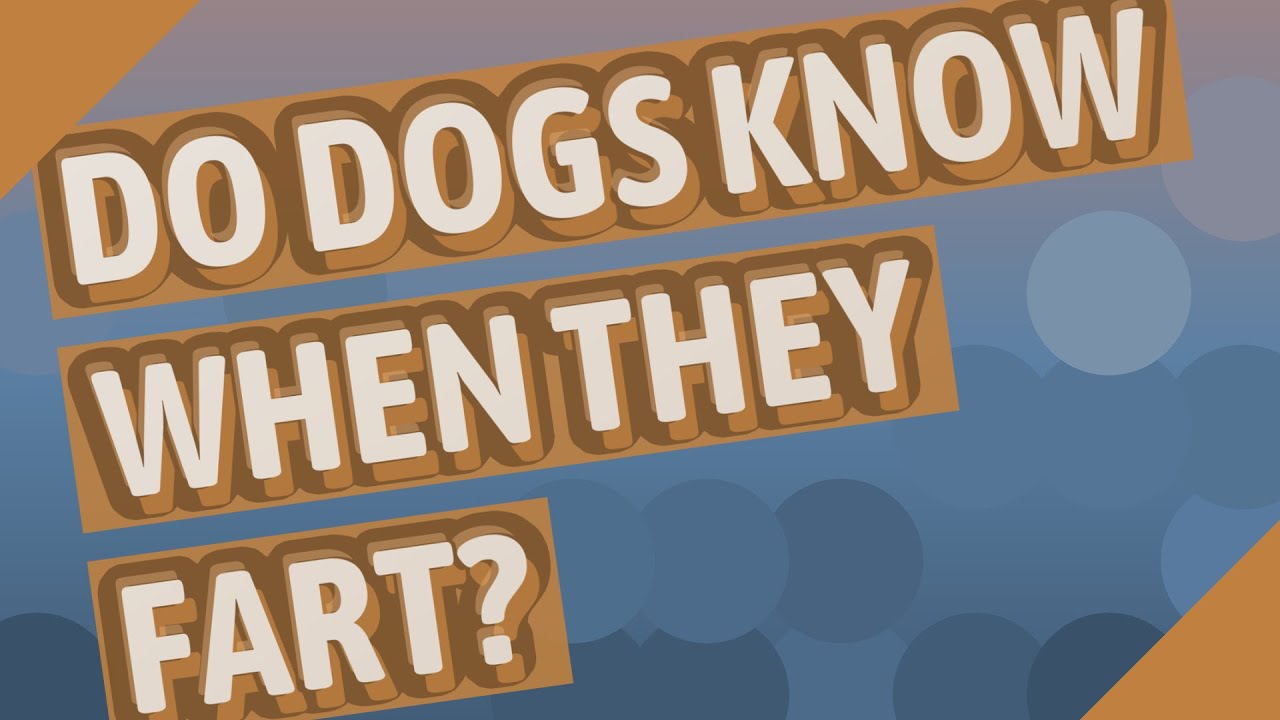 Do dogs know when they fart? YouTube