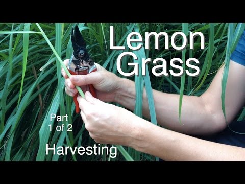 Harvesting LemonGrass Plants