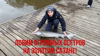 Поехали на золотой сазан и поймали ТРОФЕИ!!! ОГРОМНЫЕ БЕЛУГИ И ОСЕТРЫ!!!