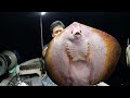 何気ない漁の様子。相変わらずエイが多いけどまさかの〇〇が増えた⁉︎