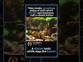 The Hidden Oasis: Life in the Tide Pools #TidePool #MarineLife #Nature #OceanDiscovery