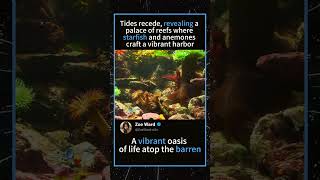 The Hidden Oasis: Life in the Tide Pools #TidePool #MarineLife #Nature #OceanDiscovery