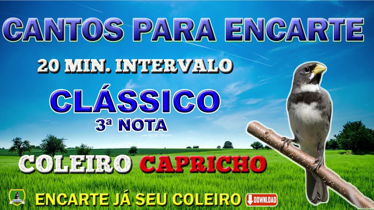 COLEIRO CAPRICHO - TUÍ TUÍ ZEL ZEL COM 3° NOTA 4/4/7 - (1 HORA DE CANTO E 20 MIN. DE INTERVALO)