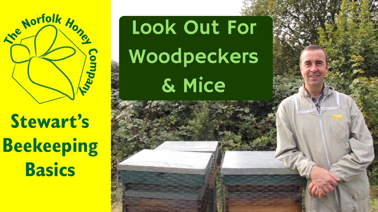 Beekeeping Basics - Winter Protection Against Woodpeckers and Mice - The Norfolk Honey Co.