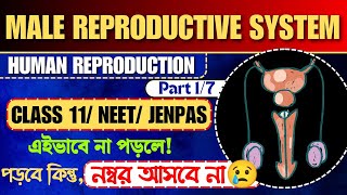 Male reproductive system | Human Reproduction Part 1/7 | Board + NEET | class 12 biology