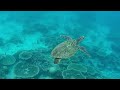 Снорклим с черепахой на рифе Ellaidhoo Maldives. Snorkeling with turtle in Ellaidhoo Maldives.