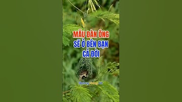 Mẫu đàn ông sẽ ở bên bạn cả đời #quanghungtruelife #phunu #vochong #tamtrang #honnhan #tinhyeu