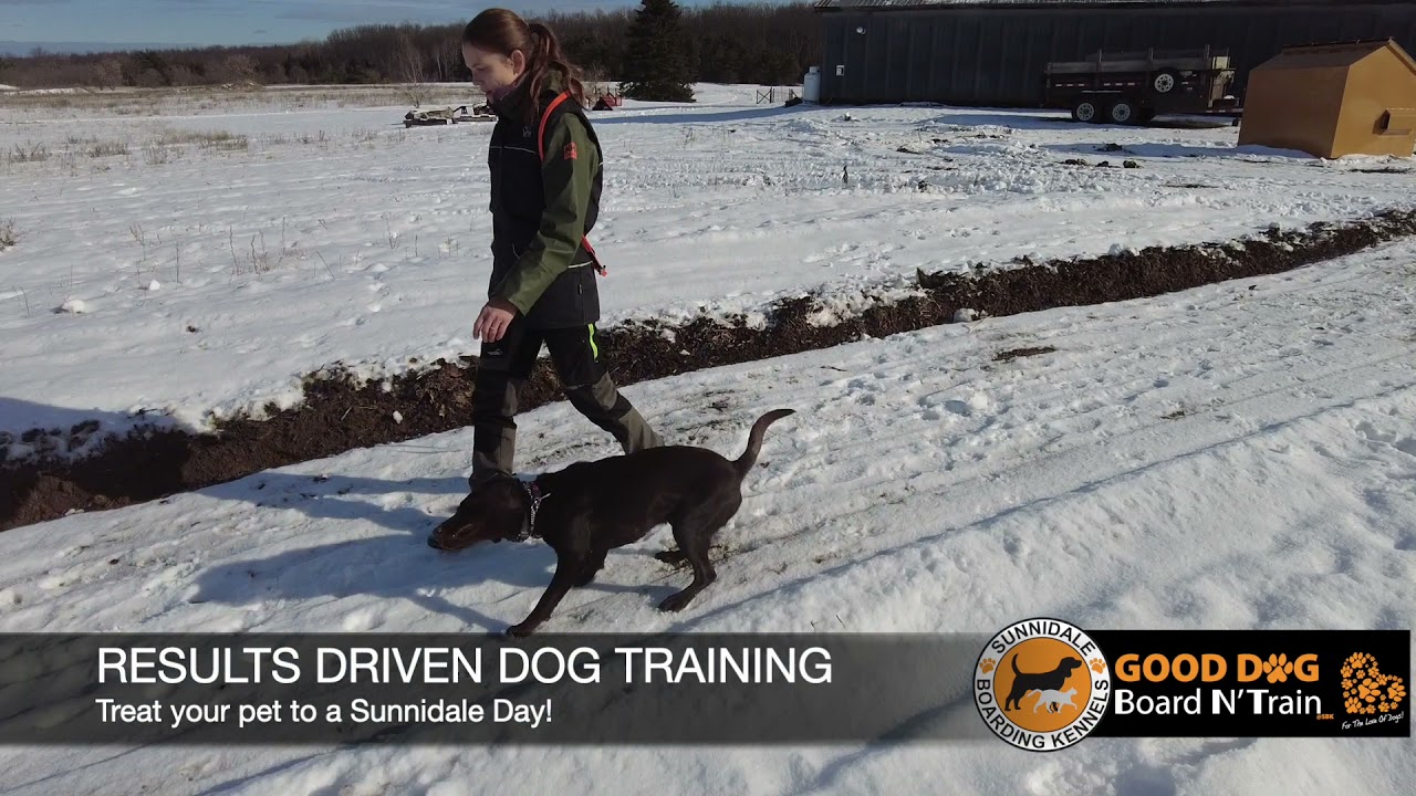 sunnidale dog training