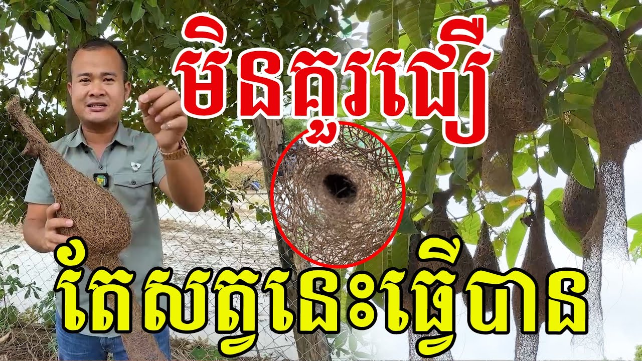 ស្មោះស្ម័គ្រ តស៊ូព្យាយាម កសាងសុភមង្គល សរសើរចាបនេះណាស់