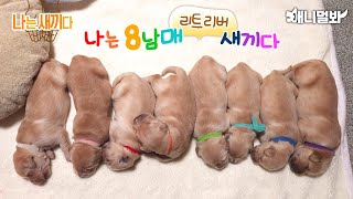 I'm 10 Days Old Retriever Baby [SBS Animal I'm A Baby 60th]